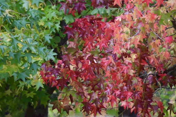 楓香（Liquidambar formosana）：圖片 2