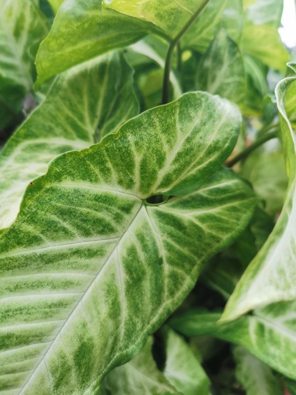 合果芋（Syngonium podophyllum）：圖片 2