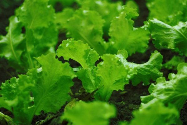 生菜 （萵苣、Leaf Lettuce）：圖片 2