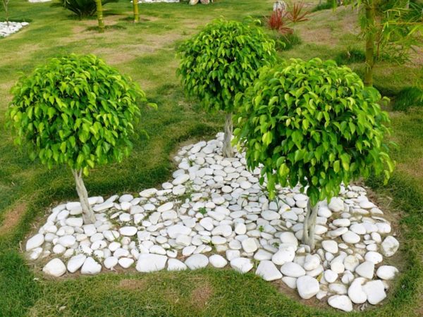 垂葉榕（Ficus benjamina）：圖片 4