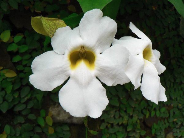 大鄧伯花（Thunbergia grandiflora）