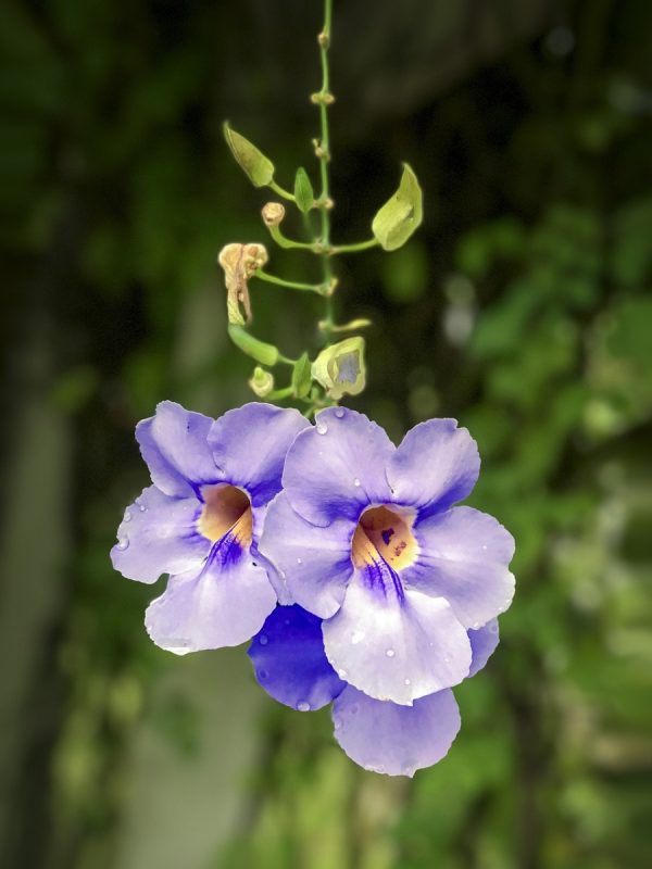 大鄧伯花（Thunbergia grandiflora）：圖片 3