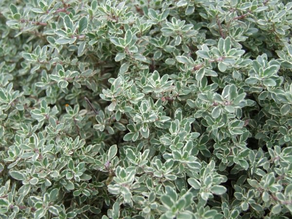 百里香（Thyme）：圖片 2