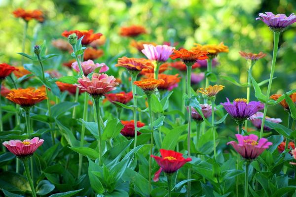 百日草（百日菊、Zinnia elegans）：圖片 4