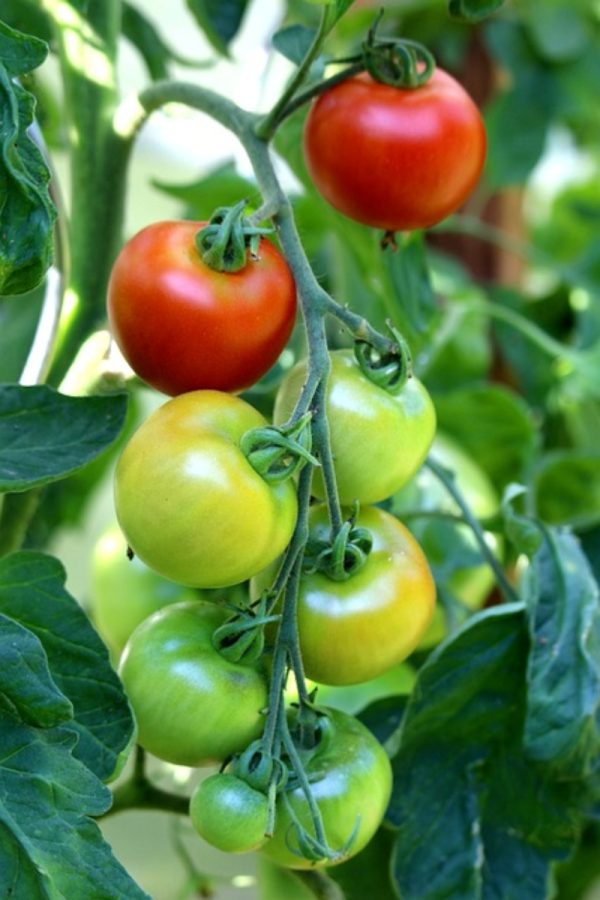 番茄 （Tomato）：圖片 2