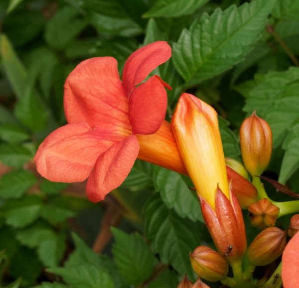 凌霄花（Campsis grandiflora）