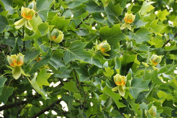 北美鵝掌楸（Liriodendron tulipifera）：圖片 4