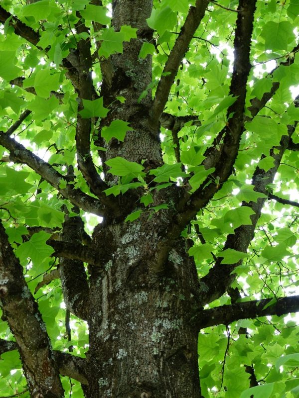 北美鵝掌楸（Liriodendron tulipifera）：圖片 3