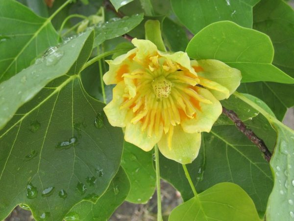 北美鵝掌楸（Liriodendron tulipifera）