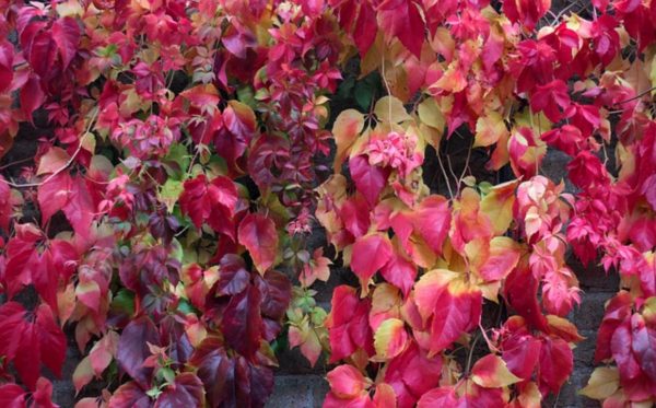 爬牆虎（爬山虎、Parthenocissus tricuspidata）：圖片 3