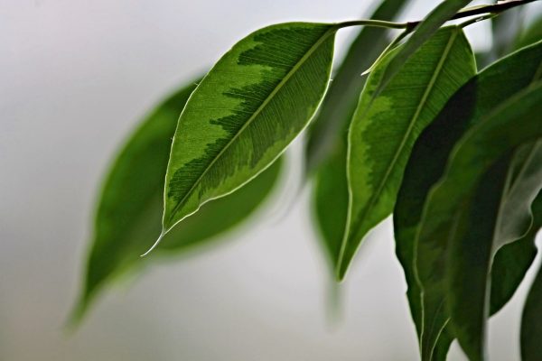 垂葉榕（Ficus benjamina）