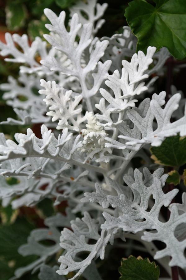 銀葉菊（Senecio cineraria）