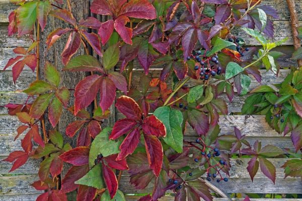 爬牆虎（爬山虎、Parthenocissus tricuspidata）：圖片 2