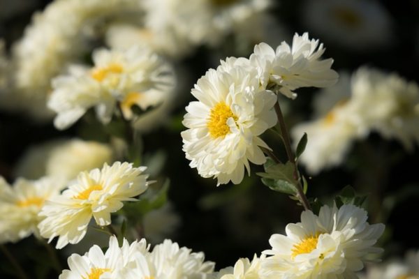 小菊（Chrysanthemum indicum）
