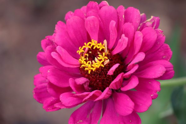 百日草（百日菊、Zinnia elegans）