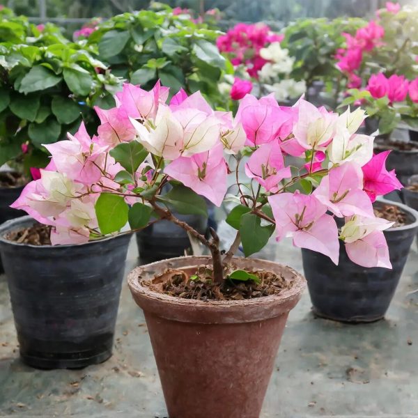 九重葛（三角梅、Bougainvillea）：圖片 3