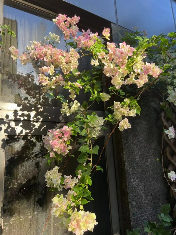 九重葛（三角梅、Bougainvillea）：圖片 2