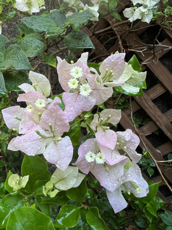 九重葛（三角梅、Bougainvillea）