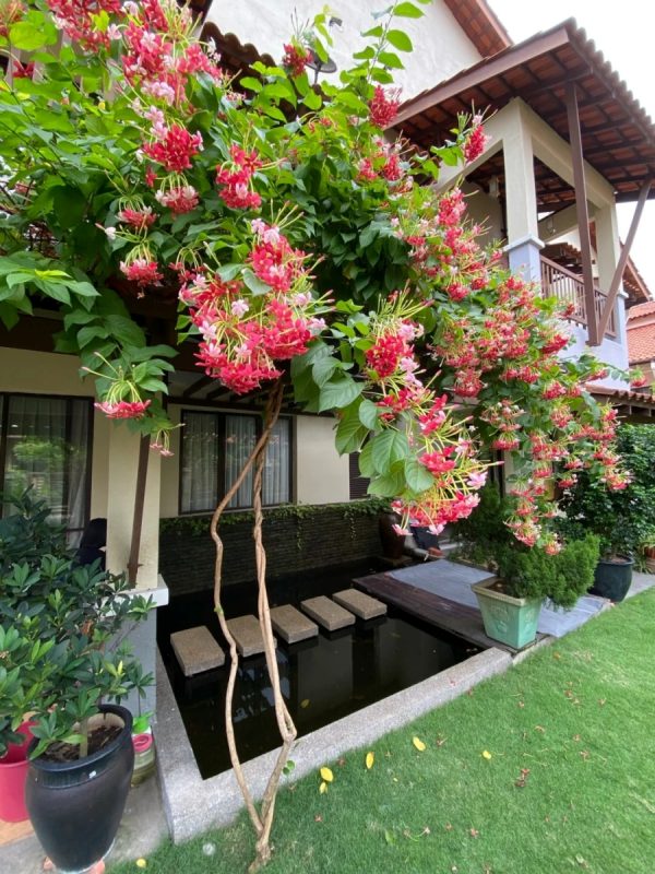 使君子（Quisqualis indica）：圖片 4