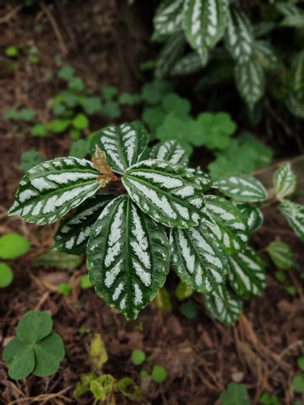 冷水花（Pilea spp.）