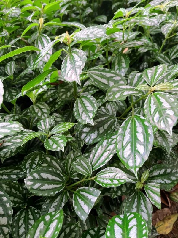 冷水花（Pilea spp.）：圖片 4