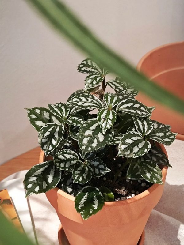 冷水花（Pilea spp.）：圖片 3