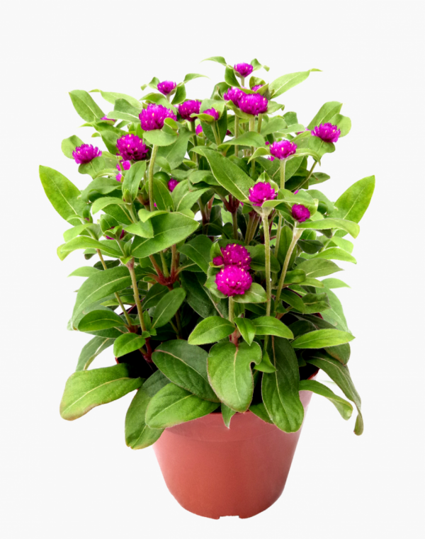 千日紅（Gomphrena globosa）：圖片 2