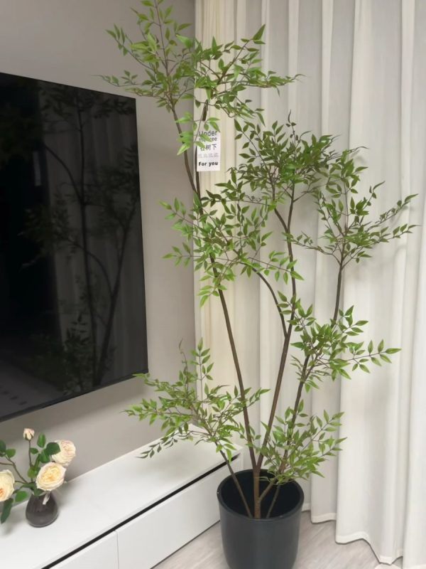 南天竹（Nandina domestica）：圖片 3