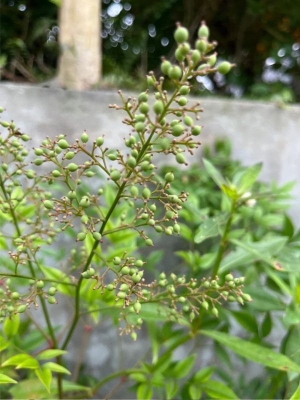 南天竹（Nandina domestica）