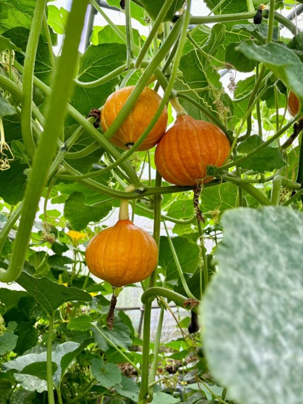 南瓜（Cucurbita moschata）：圖片 4