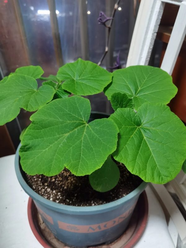 南瓜（Cucurbita moschata）：圖片 3