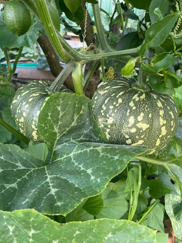 南瓜（Cucurbita moschata）