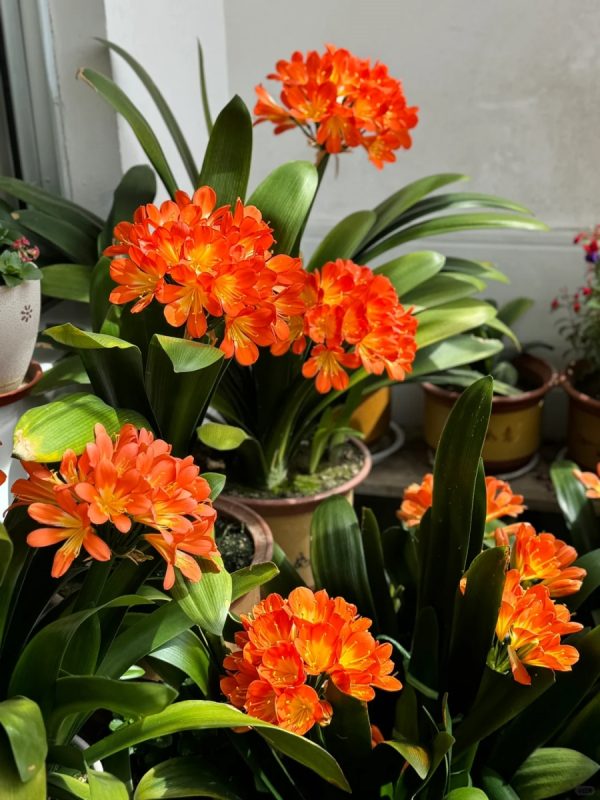 君子蘭（Clivia miniata）：圖片 4