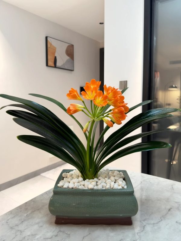 君子蘭（Clivia miniata）：圖片 3