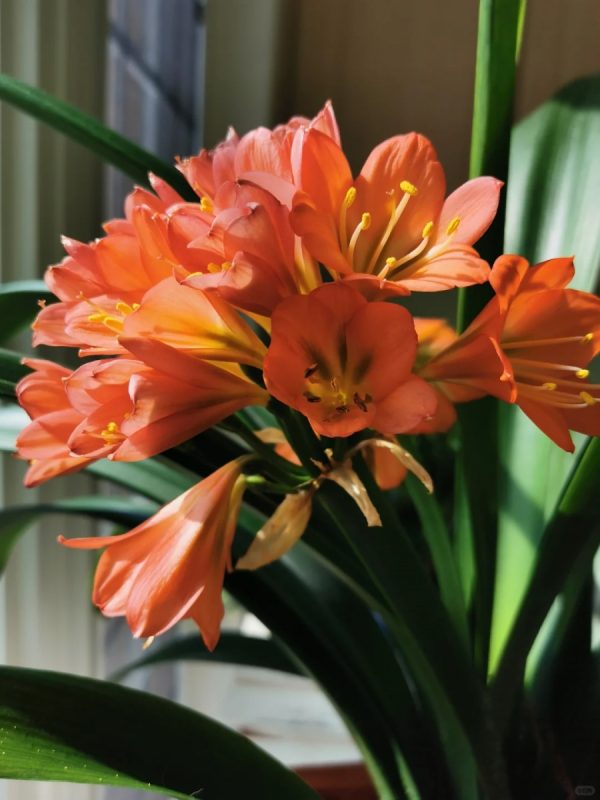 君子蘭（Clivia miniata）：圖片 2