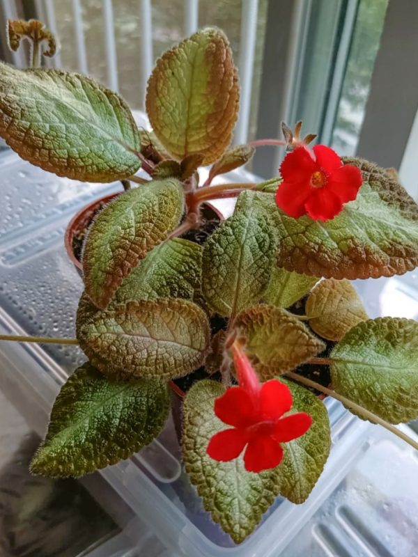 喜蔭花（Achimenes spp.）：圖片 3