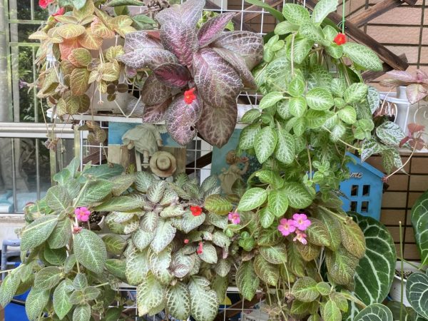 喜蔭花（Achimenes spp.）：圖片 4