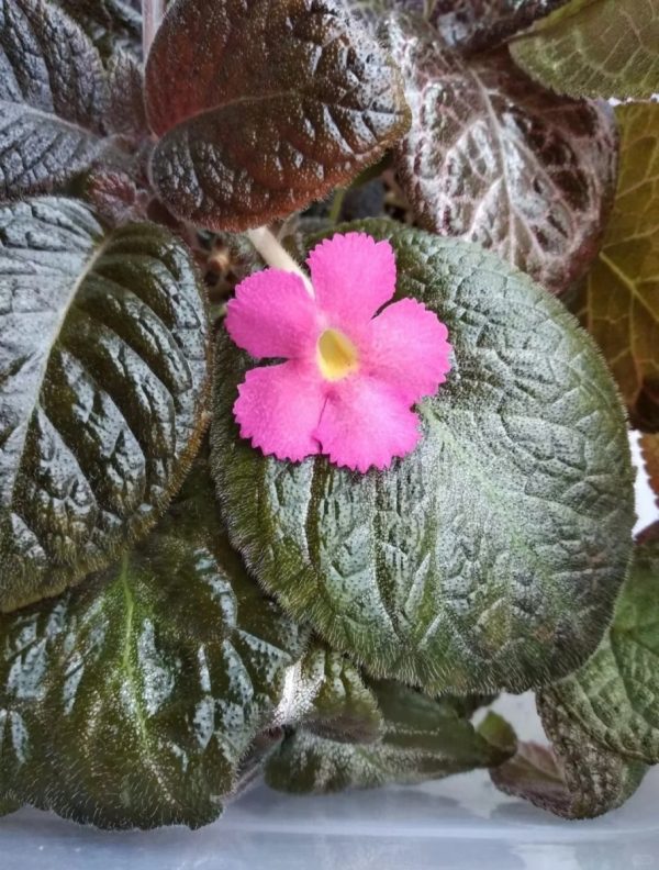 喜蔭花（Achimenes spp.）