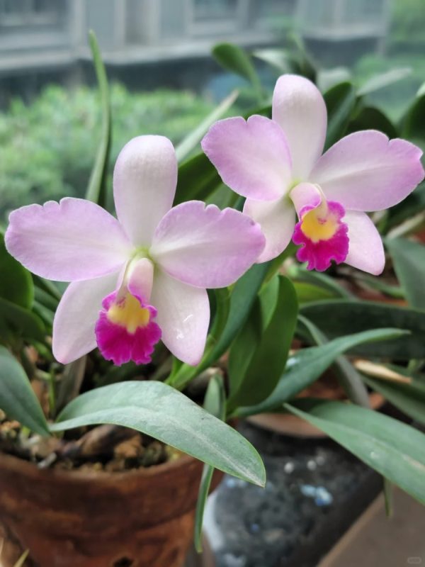 嘉德麗雅蘭（Cattleya spp.）