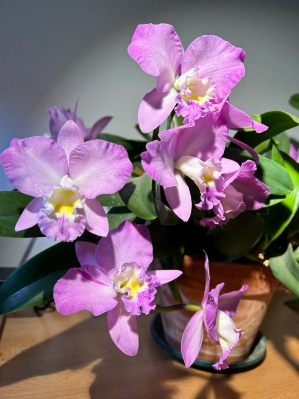 嘉德麗雅蘭（Cattleya spp.）：圖片 3
