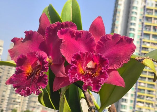 嘉德麗雅蘭（Cattleya spp.）：圖片 4