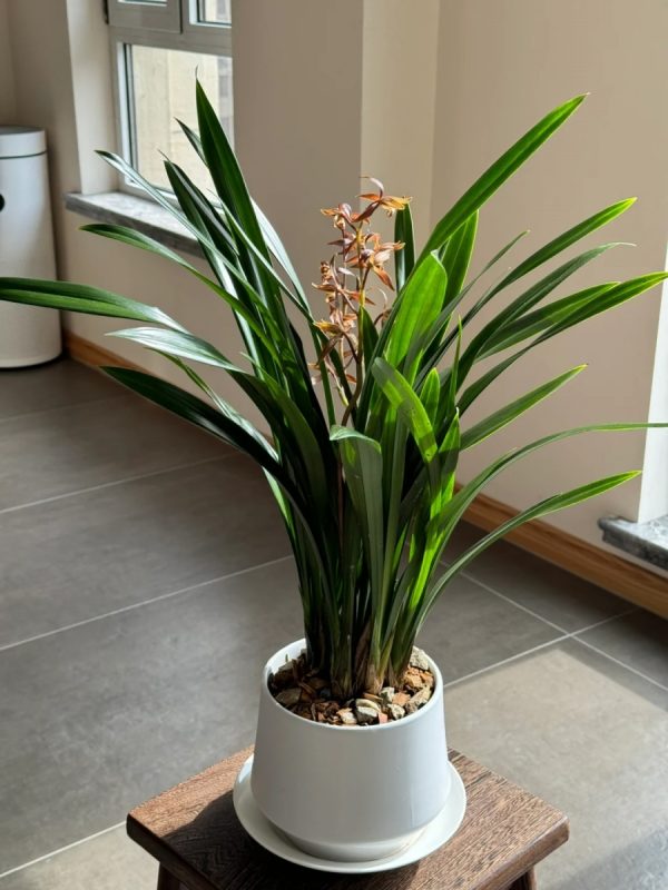 報歲蘭（墨蘭、Cymbidium sinense）：圖片 3