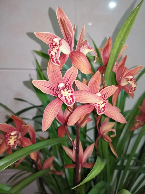 報歲蘭（墨蘭、Cymbidium sinense）：圖片 4