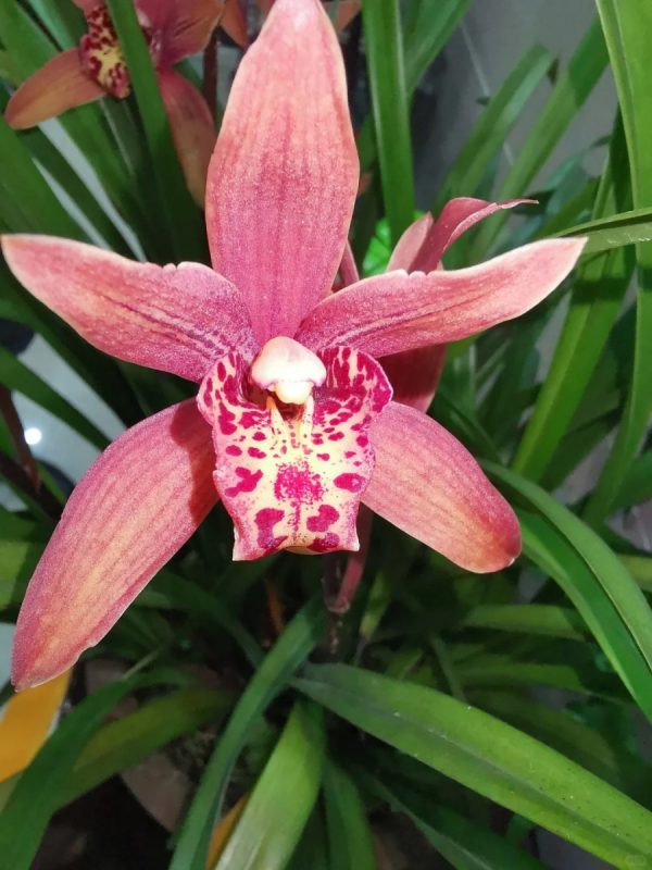 報歲蘭（墨蘭、Cymbidium sinense）