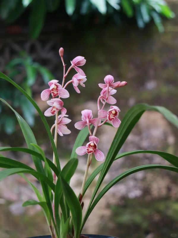 四季蘭（Cymbidium ensifolium）：圖片 2