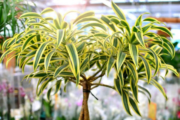 百合竹（ Dracaena reflexa）：圖片 4