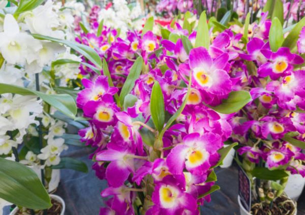 石斛蘭（Dendrobium）：圖片 2