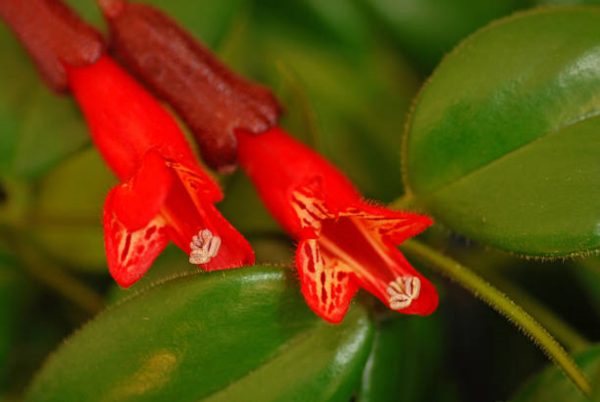 口紅花（Aeschynanthus radicans）