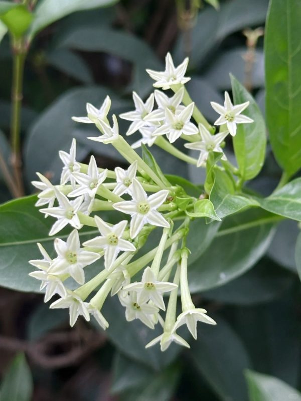 夜來香（Cestrum nocturnum）：圖片 2