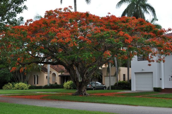 鳳凰木（Delonix regia）：圖片 4